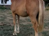 Yegua, Caballos — foto 1