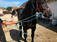 Horse (M), Percheron — photo 1