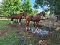 Бие, Hungarian horse breed — 5-сурет