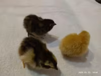 Quails — foto 2