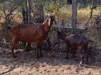 母山羊, Goats — 照片 3