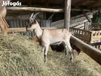 Bak, Saanen goat — 5. fotó