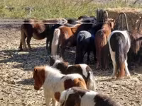 公马, Horses — 照片 5