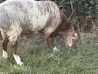Baran, Rhon sheep — zdjęcie 1