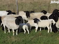 Juh, Dorper sheep — 1. fotó