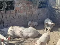 Disznók (tétel, nem megadva), Sertések — 3. fotó