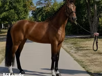 فرس, Hanoverian — الصورة 2