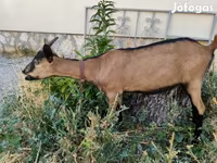 Nőstény kecske, Alpine goat — 2. fotó