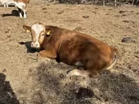 Bika, Limousin tehén — 6. fotó