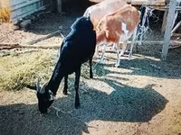 母山羊, Nubian Goat — 照片 2