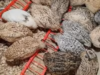 Quails — 5. fotó