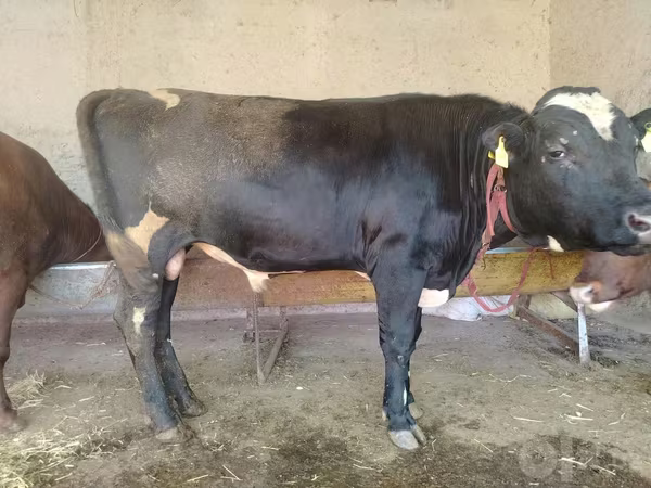 Бұқа, Simmental cattle