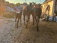 Caballo, Lipizzaner — foto 3