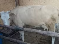 Tehén, Latvian Blue cattle — 4. fotó