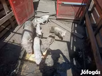 猪（批次，未指定性别）, Вьетнамская вислобрюхая — 照片 1