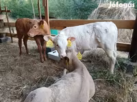 Bulle, Simmental cattle — Foto 6