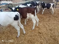 Toro, Ganado vacuno — foto 2