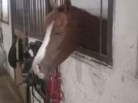 Klisna, Karabakh horse — foto 1