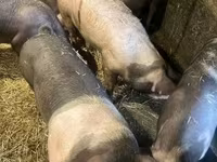 猪（批次，未指定性别）, Pigs — 照片 1
