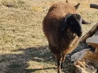 كبش, Tsigai sheep — الصورة 6