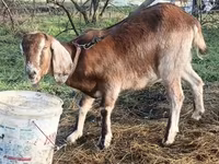 Koza, Saanen goat — foto 8