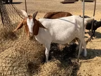 Nőstény kecske, Boer goat — 1. fotó