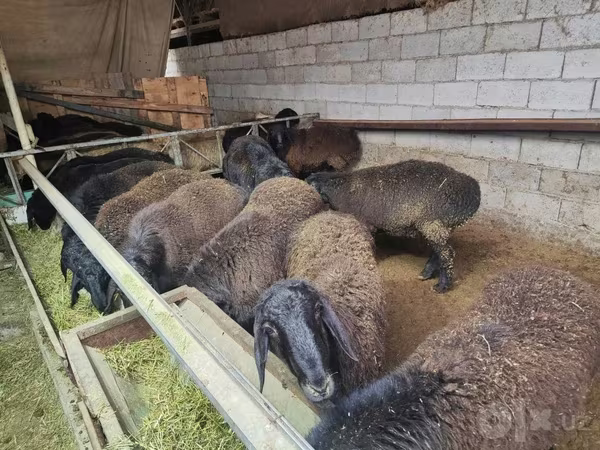 Kos, Edilbay sheep