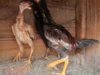 Chickens — photo 2