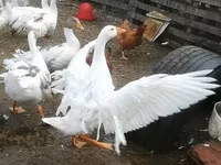 Geese — foto 6