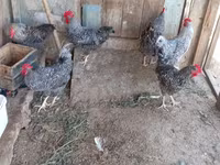 Gallina eslovena barrada — foto 6
