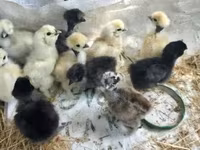 Chickens — الصورة 4