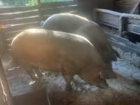 Pigs (batch, sex not specified), Pigs — photo 4