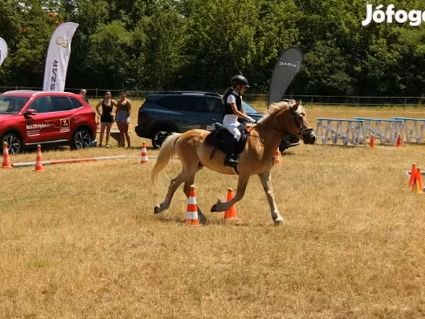 Hing, Haflinger