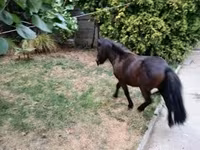 Hing, Shetland Pony — 7. fotó