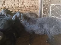 Kos, Rhon sheep — 3. fotó