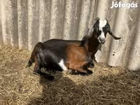 Bak, Saanen goat — 4. fotó