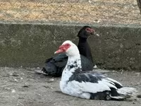 Ducks — 1. fotó