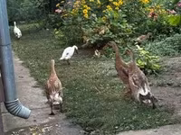 Indian Runner — foto 4
