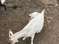 बकरियाँ (लॉट, लिंग निर्दिष्ट नहीं), बकरियाँ — फ़ोटो 5