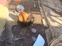 Bantam Pekín — foto 5