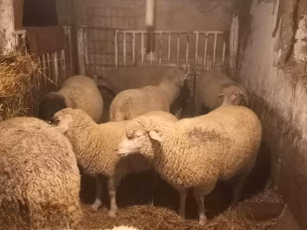 Schaf, Schafe