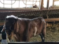 Carneiro, Assaf sheep — foto 4