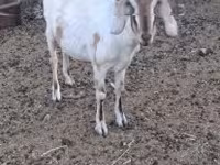 Ziege, Nubian Goat — Foto 2