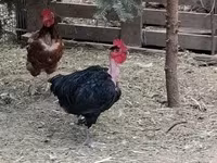 Chickens — foto 1