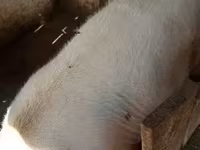 母猪, Pigs — 照片 4