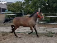 Kanca, Lipizzaner — 2. fotó