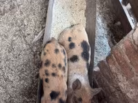 خنزيرة, الخنازير — الصورة 4