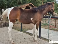 Horse (M), Hungarian horse breed — photo 2