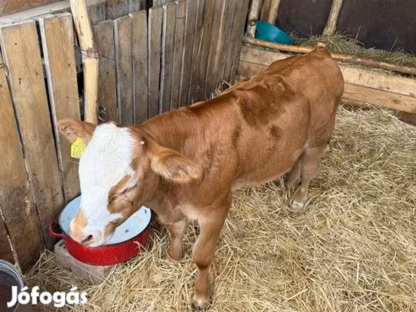 ثور, Simmental cattle