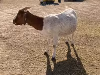 Goat, Boer goat — photo 3